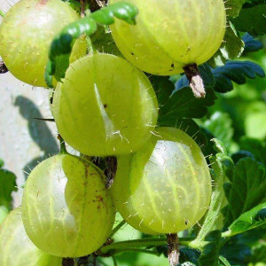 Крыжовник Финский Крыжовник Финский