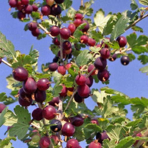 Комплект 5шт / Крыжовник Неслуховский Комплект 5шт / Крыжовник Неслуховский